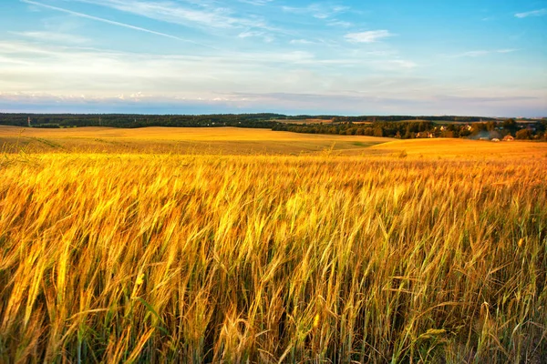 Gold Wheat flied panorama with village on background, rural coun — Stock Photo, Image