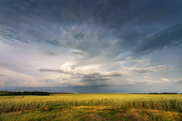 Storm dark clouds over field. Thunderstorm over a wheat field.