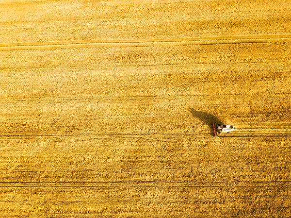 Harvester machine working in field. Combine harvester agricultur