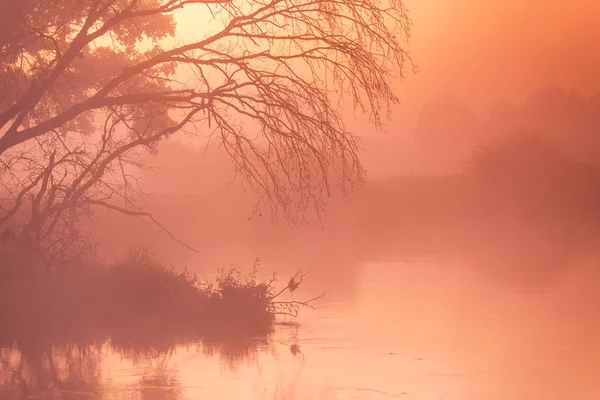 Осінній туманний сільський схід сонця. Сонячний світанок на річці — стокове фото