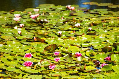 Gölde kırmızı nilüfer. Letonya tatil beldesi Sigulda