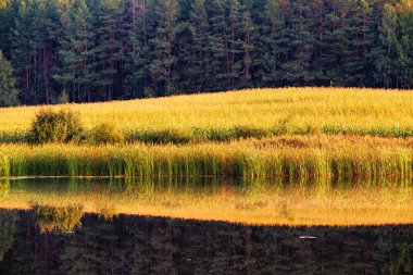 Su yüzeyinde sazlıklar ve orman yansıması
