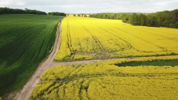 Dirt Road Rapeseed Flowering Field Spring Rural Sunny Scene Yellow — Stock Video