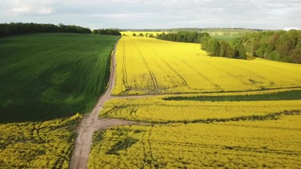 Strada Sterrata Nel Campo Fiorito Colza Scena Sole Rurale Primaverile — Video Stock