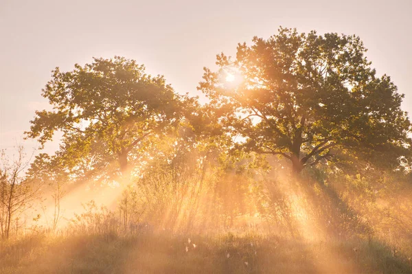 Солнечные Лучи Дубовой Роще Живописный Летний Туманный Рассвет Берегу Реки — стоковое фото