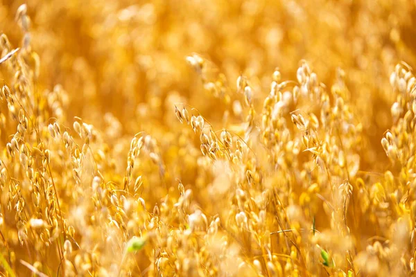 Gouden Haver Rietjes Warme Zomerdag Het Platteland Graanpiek Klaar Voor Rechtenvrije Stockfoto's