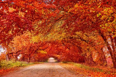 Toprak kır yolu, sonbaharda ağaçlarla kaplı şerit. Güzel doğa manzarası. Sonbahar sezonu. Sıra sıra ağaçlar, uzun ve boş bir patika. Belarus 'taki park yeri