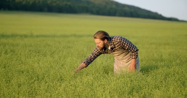 Rijpe landbouwer die de toestand van jonge gewassen op het veld controleert — Stockvideo