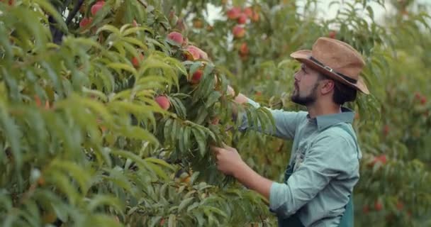 Horticultor de pie en el jardín de melocotones y degustación de frutas — Vídeos de Stock