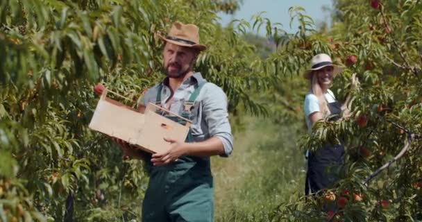 Feliz pareja de granjeros recogiendo melocotones maduros del jardín — Vídeos de Stock