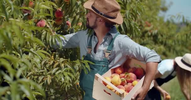 Professionele tuiniers zetten perziken op kratten buiten — Stockvideo