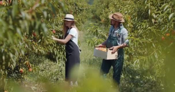 Casal de jardineiros que colhem pêssegos durante dias ensolarados — Vídeo de Stock