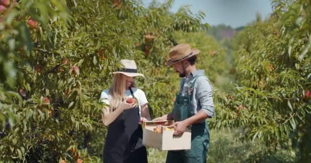 Усміхнений чоловік і жінка збирають стиглі персики в саду — стокове відео