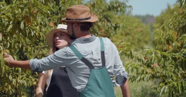Két gazda megvitatja a szüret minőségét az őszibarack kertben — Stock videók