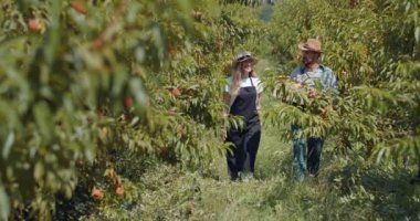 Gülümseyen bahçıvanlar şeftali dolu sandıklar taşıyorlar.