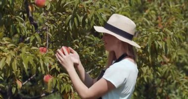 Yazlık şapkalı çekici kadın ağaçtan taze şeftali yiyor.