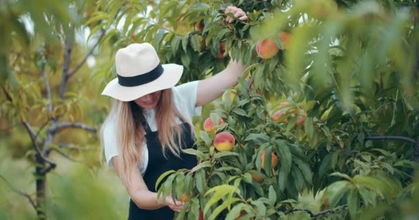 Heureux jardinier blonde vérifier la maturité des pêches au jardin — Video