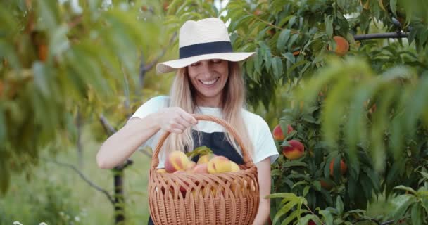 Női kertészeti gazdaság kosár tele érett őszibarack — Stock videók