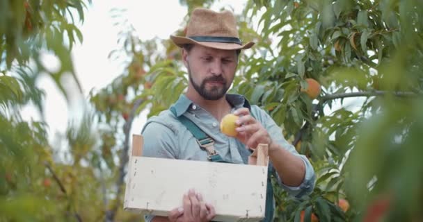 Retrato del hombre barbudo recogiendo melocotones en el jardín — Vídeos de Stock
