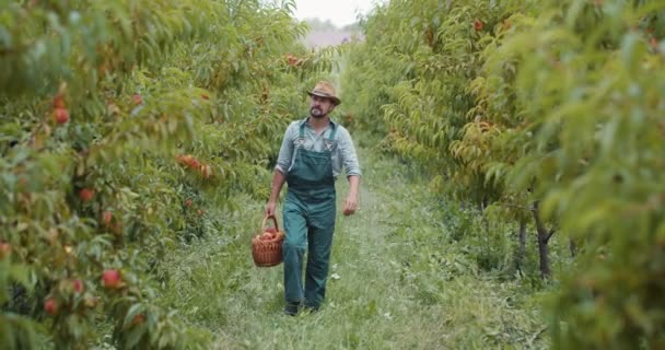 Agricultor competente em macacão e chapéu andando no jardim de pêssego — Vídeo de Stock