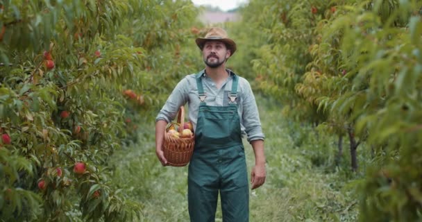 Зрілий фермер у однорідному вирощуванні органічних свіжих персиків — стокове відео