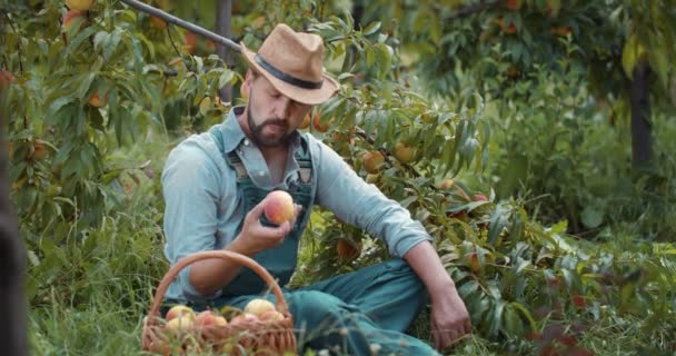 Расслабленный фермер сидит на земле и ест вкусный персик — стоковое видео