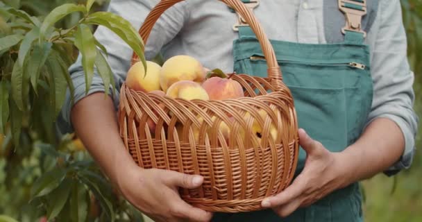 园丁手中拿着桃子的柳条篮 — 图库视频影像