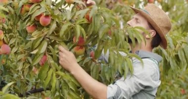 Mutlu sakallı adam ağaçlardan şeftali topluyor.