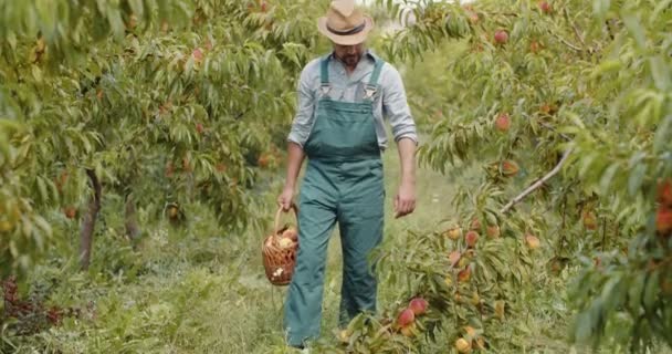 Agricultor barbudo trabalhando durante a temporada de verão no jardim de frutas — Vídeo de Stock