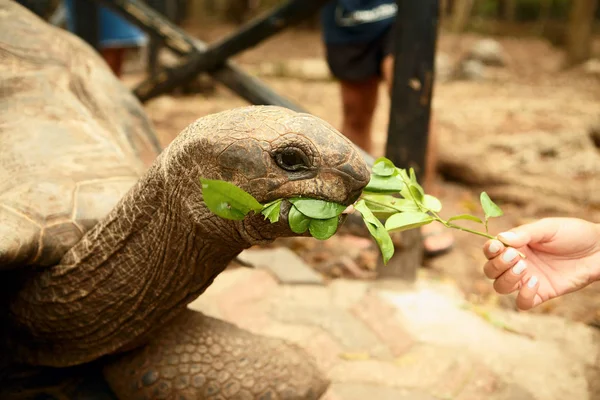 Vrouwelijke Hand Bedrijf Vertakking Voeding Grote Oude Galapagos Schildpad Close — Stockfoto