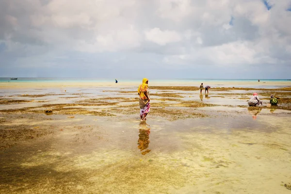 Deniz ürünleri, Zanzibar, Tanzanya, Afrika toplama geleneksel Afrika giysili yerel halk ile okyanus güzel manzara