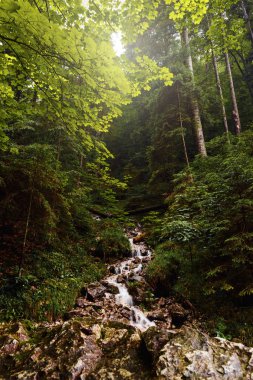 Slovakya güzel dağ nehirde gündüz