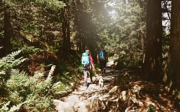 Couple travelers with backpacks and little dog walking in dense forest