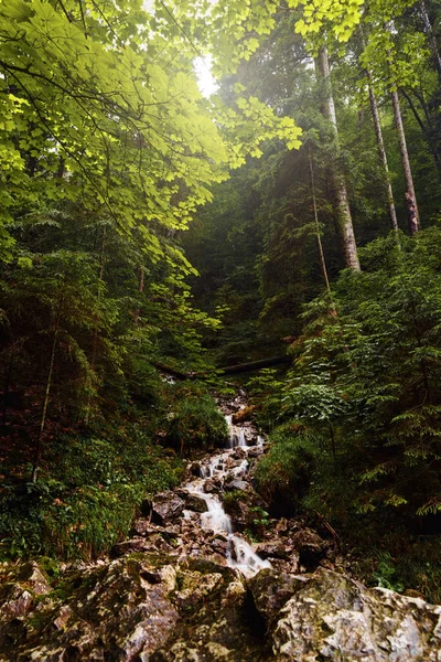 Slovakya güzel dağ nehirde gündüz