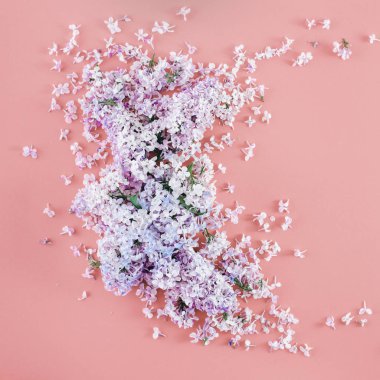 Eflatun çiçekler pembe bir arka plan üzerinde. En az çiçek düz kavramı yatıyordu. Düz yatıyordu, en iyi görünümü