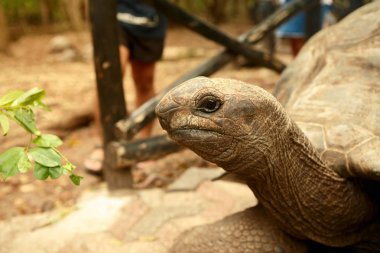Büyük eski Galapagos kaplumbağası portresi yakın çekim