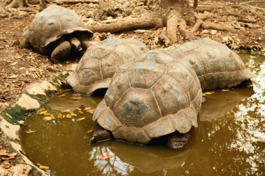 Büyük Galapagos kaplumbağası çamur içinde görünümü Kapat