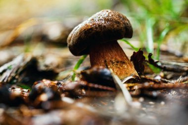 Ormanda mantar beyaz, yakın çekim.