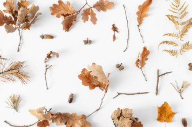 Üstten görünüm çeşitli kurutulmuş yaprakları, meşe palamutları, Kuru turuncu, beyaz zemin üzerine fındık