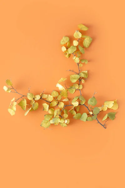 Красочные Осенние Листья Оранжевом Фоне — стоковое фото