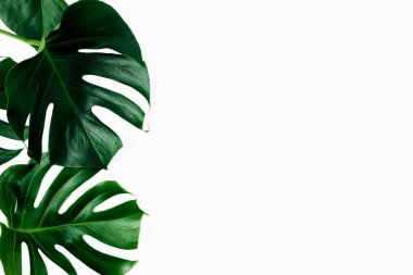 Tropikal Monstera beyaz arka plan üzerinde kopya alanı en iyi görünüm düz lay ile yaprakları