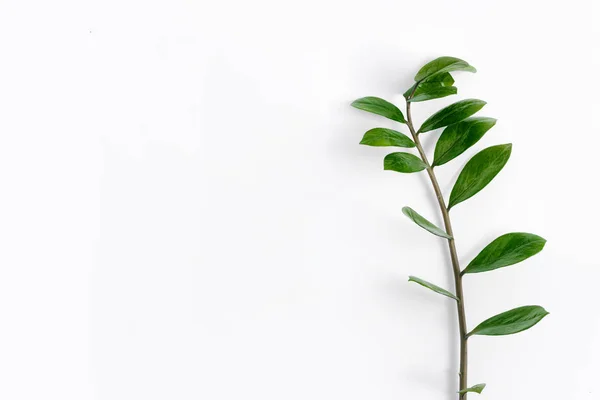 Plantas Tropicais Zamioculcas Ramo Fundo Branco Vista Superior — Fotografia de Stock