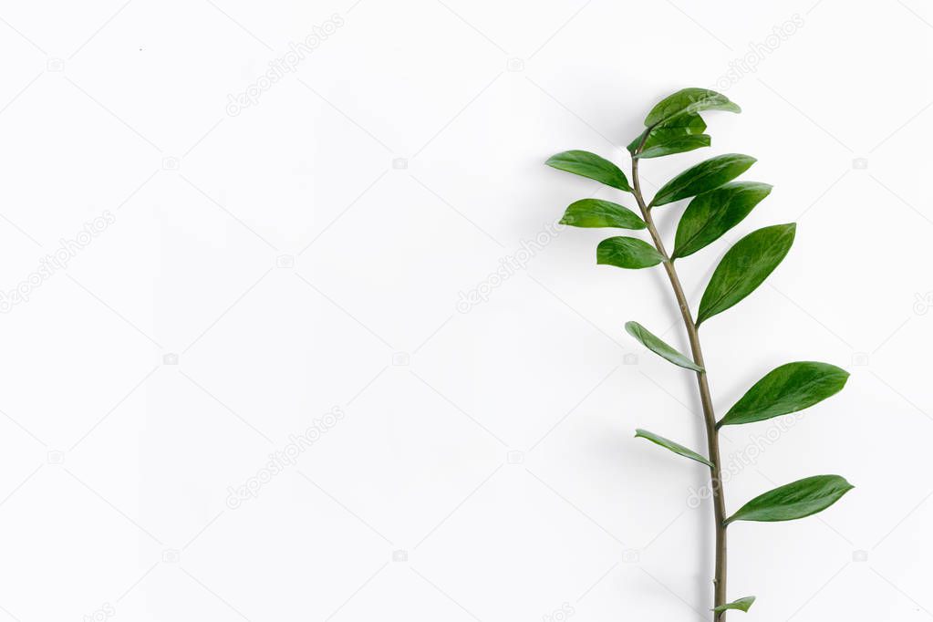 Tropical plants Zamioculcas branch on white background top view