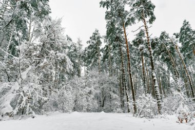 Güzel kış manzarası. Güzel snowy orman. Ormandaki ağaçlar kar kaplı