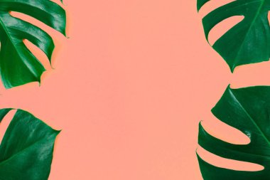 Yeşil Monstera çerçevesinde bırakır mercan arka plan yaz en az arka plan düz yatıyordu Üstten Görünüm