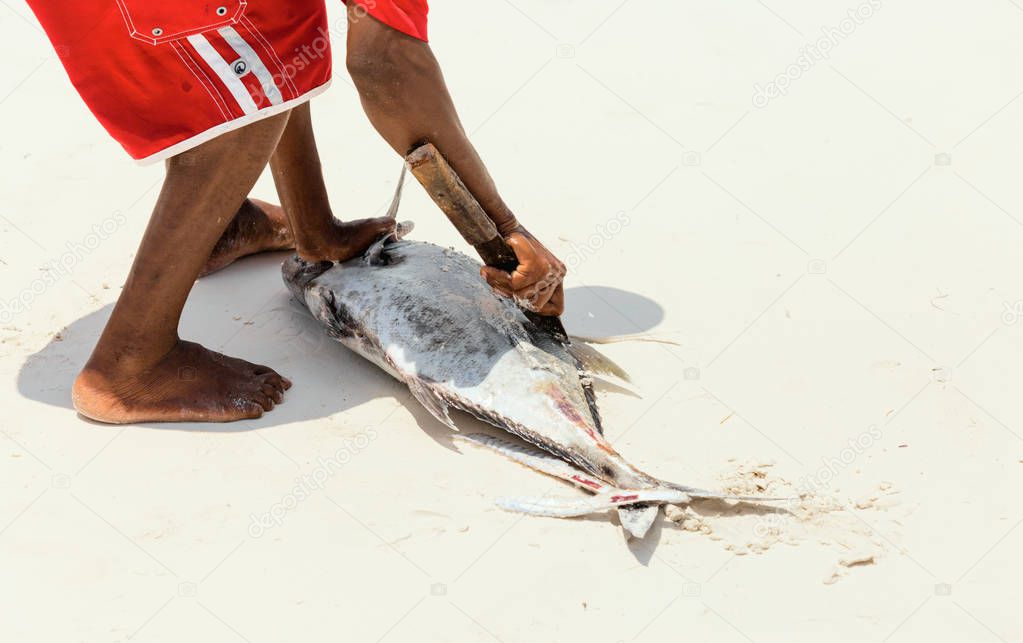 Man cleans fresh tuna fish freshly caught in the ocean on the sandy shore