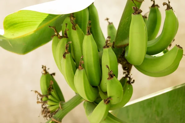 Racimo Plátanos Verdes — Foto de Stock