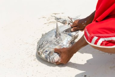 Adam taze kumlu sahilde okyanusta yakalanan taze ton balığı temizler