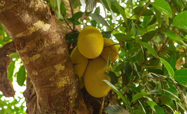 Fresh Jackfruit Branch — Stock Photo, Image
