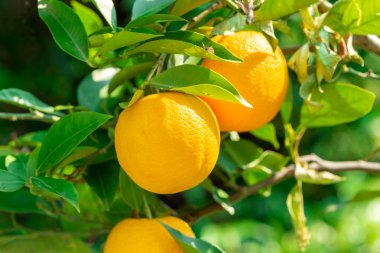 Limon korusunda ağaçtan sarkan limonları kapatın